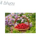 Ψαλίδια ραπτικής 16,5cm/6,5'' PRYM
